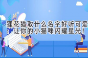 狸花猫取什么名字好听可爱：让你的小猫咪闪耀星光！