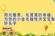阳光暖男，毛茸茸的幸福：为你的小金毛雄性犬宝宝取个好名字